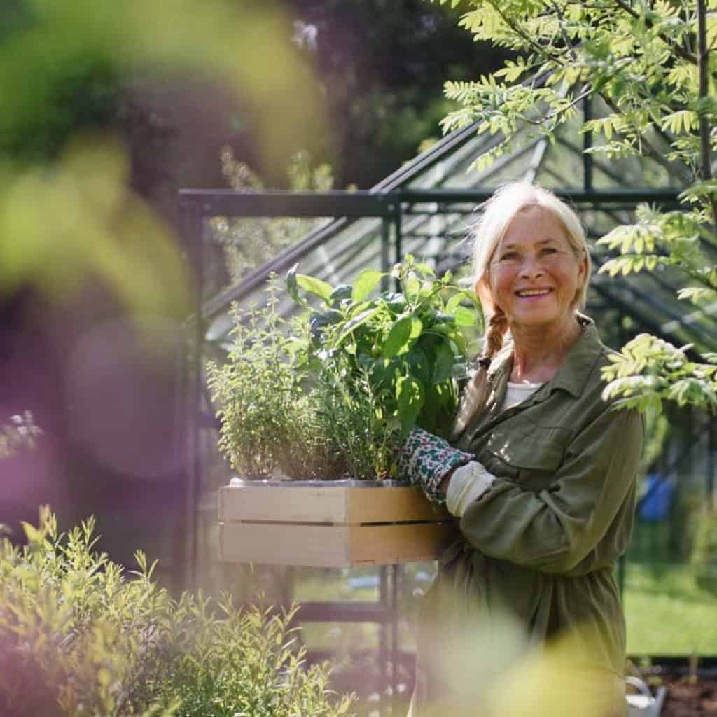 Happy senior gardener woman holding watering can in greenhouse at garden.